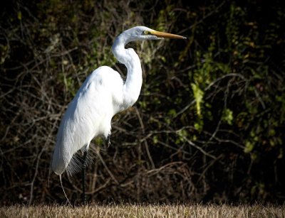 #23   Great Egret