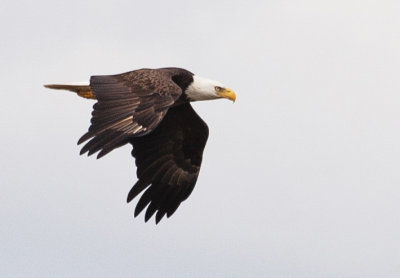 #18   Bald Eagle