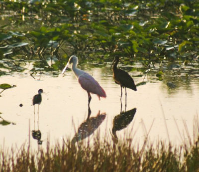 #16   Spoonbill, Glossy Ibis and Black-necked Stilt
