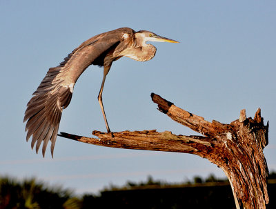 #3   Great Blue Heron