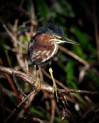 #20   Green Heron