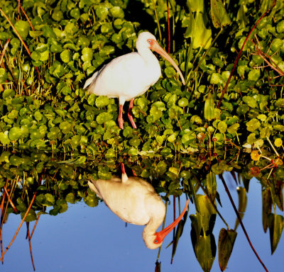 #19   White Ibis