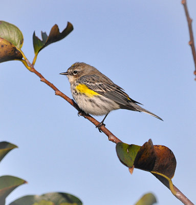 #13   Yellow Rumped Warbler