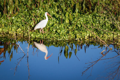 #10   White Ibis and Reflection