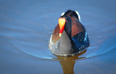 #4   Common Gallinule