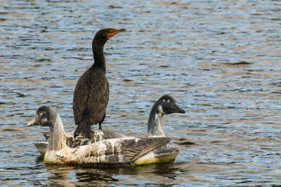 #31   Cormorant