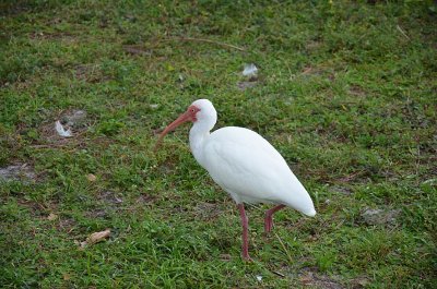 #33   White Ibis