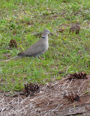 #34   Dove