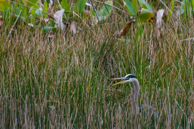 #35   Great Blue Heron