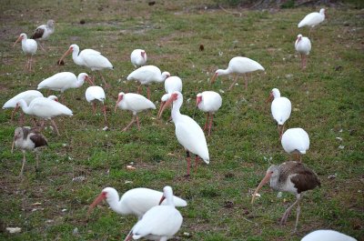 #36   White Ibis Adult and Immature