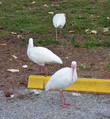 #37   White Ibis