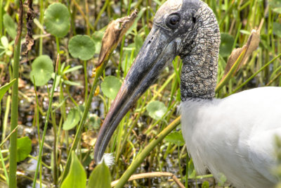 #39   Wood Stork