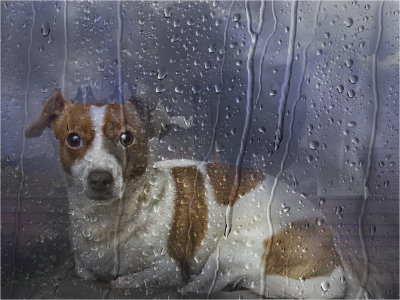 37. I want to go for walkies