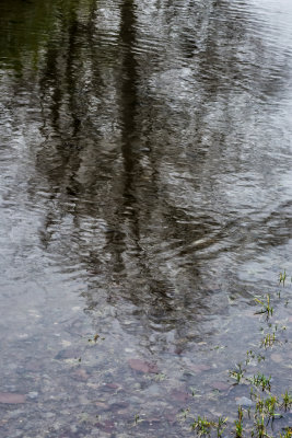56. puddled trees.jpg
