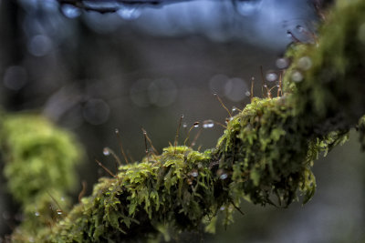 6. Jewelled moss.jpg