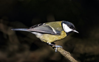 2c Garden Birds