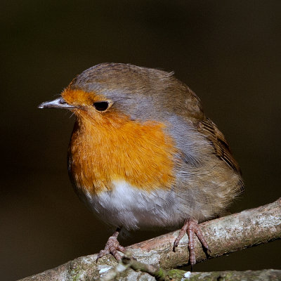 2d Garden Birds