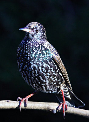 2e Garden Birds