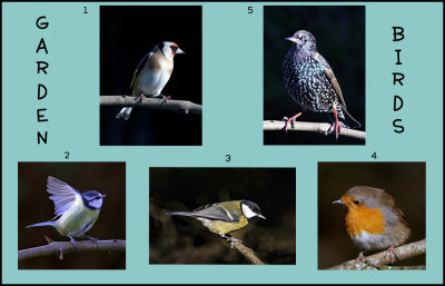 2f Garden Birds