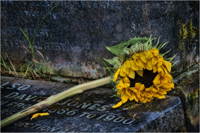 28. Old sunflower on an old tombstone