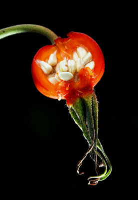 28. Rose Hip Seeds