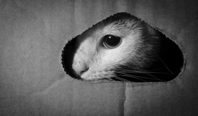 12. Who's There?