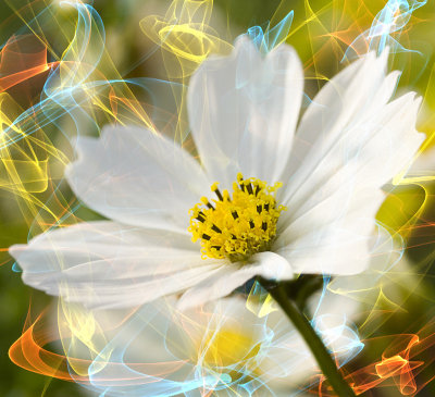 17. Flower Power.jpg