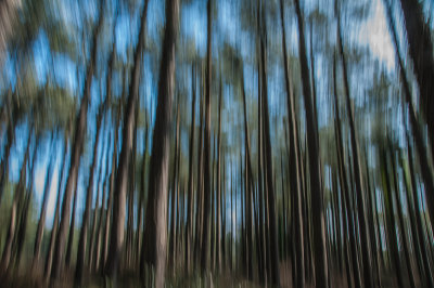 18. Trees.jpg