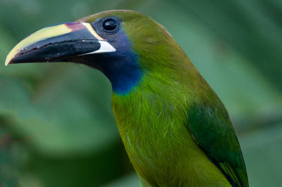 6. Costa Rica Wildlife 1.jpg