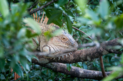 6. Costa Rica Wildlife 3.jpg