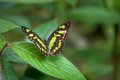 6. Costa Rica Wildlife 4.jpg