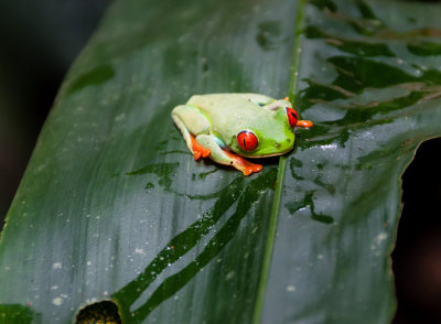 6. Costa Rica Wildlife 5.jpg