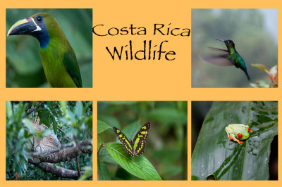 6. Costa Rica Wildlife.jpg