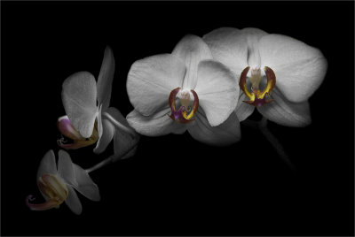 4. Orchid Phalaenopsis Hybrid 4.jpg