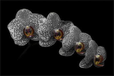 4. Orchid Phalaenopsis Hybrid 2.jpg