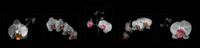 4. Orchid Phalaenopsis Hybrid.jpg