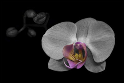 4. Orchid Phalaenopsis Hybrid 5.jpg