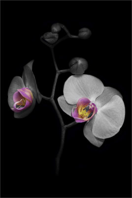 4. Orchid Phalaenopsis Hybrid 3.jpg