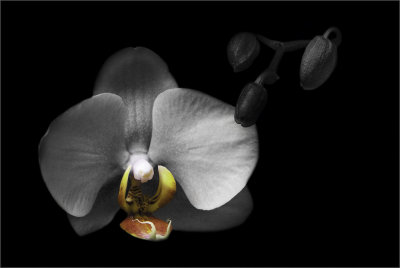 4. Orchid Phalaenopsis Hybrid 1.jpg