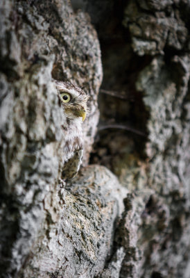 5. Little Owl.jpg