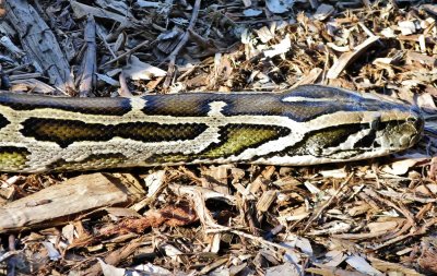 9. Python On The Prey.jpg