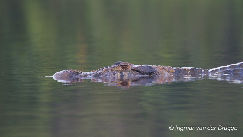 Alligatoridae (Alligators and Caimans)