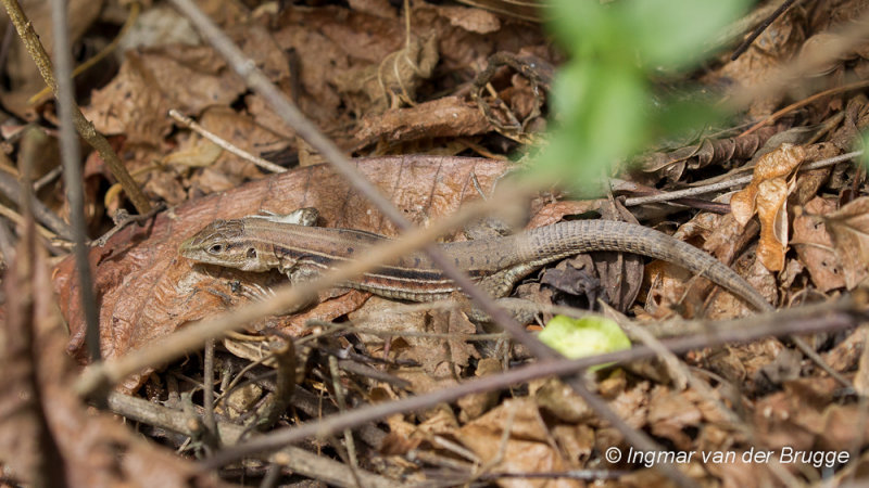 Teiidae (Whiptails and Tegus)