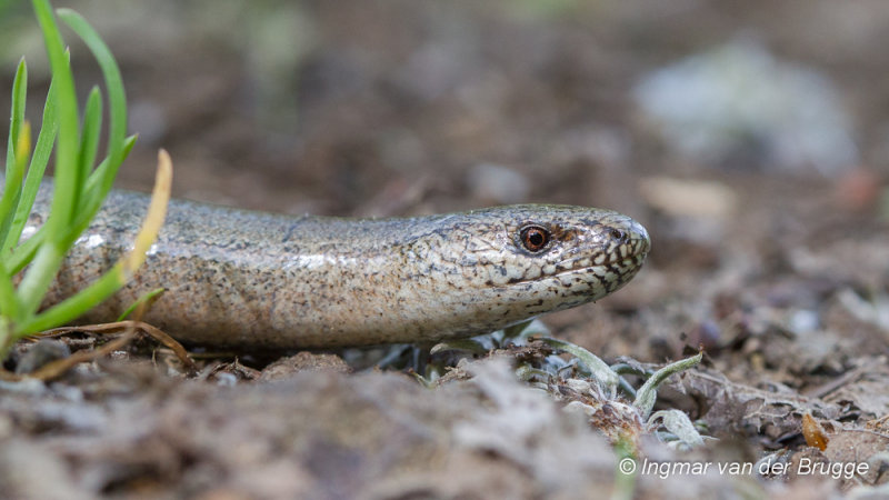 Anguidae (Glass Lizards & Alligator Lizards; Lateral Fold Lizards)
