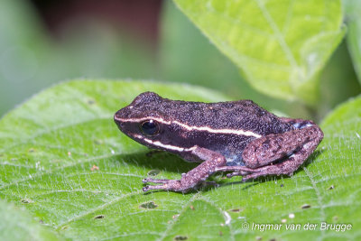 Ameerega hahneli - Hahnels Pale-striped Poison Frog