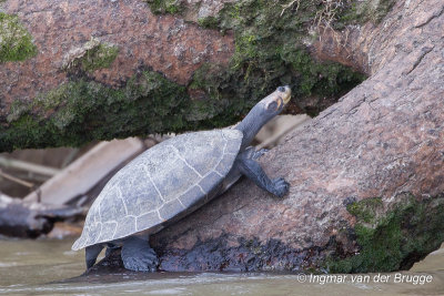 Podocnemis expansa - Arrau River Turtle