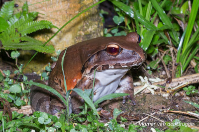 Leptodactylus peritoaktites - Coastal Ecuador Smoky Jungle Frog