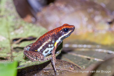 Ameerega bilinguis - Ecuador Poison Frog