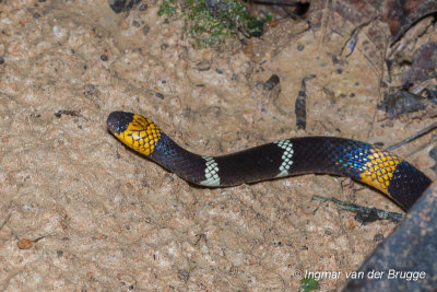 Elapidae (Cobras, Kraits, Coral Snakes)