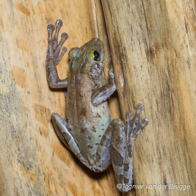 Osteocephalus taurinus - Giant Broad-headed Treefrog